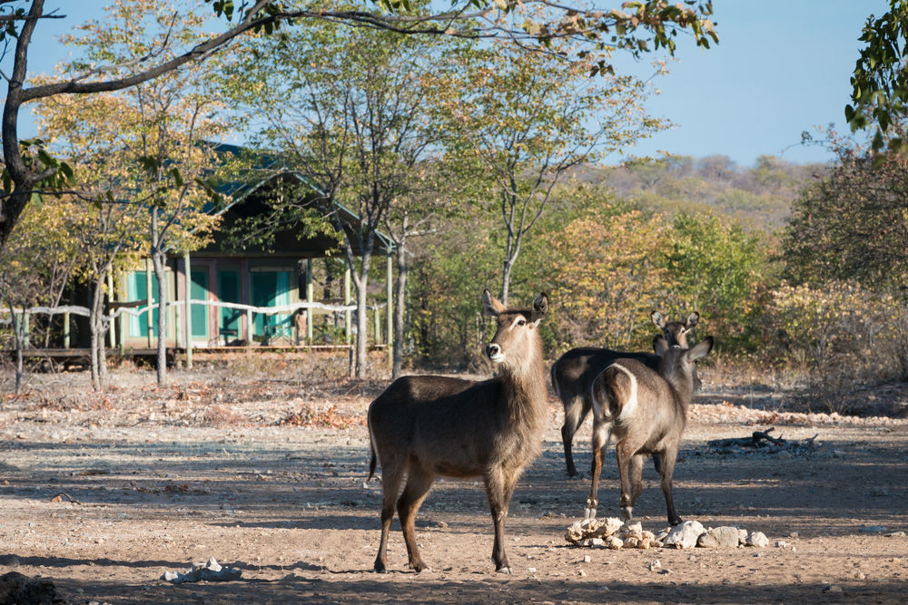 Ongava Tented Camp - All-Inclusive Okaukuejo Buitenkant foto
